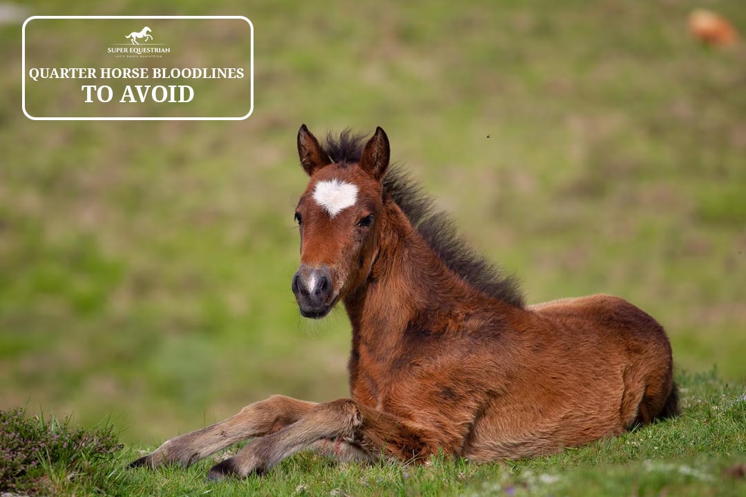 Bridle Vs Halter Which One Will Make You Look Like a Pro?